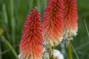 Kniphofia 'High Roller'  